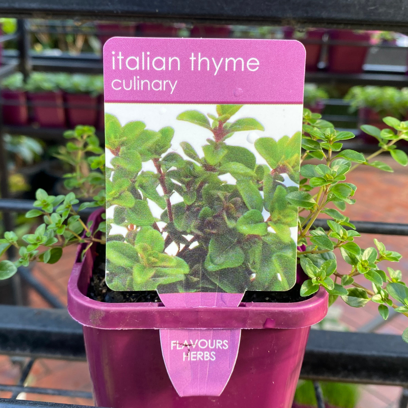 Herbs in 10cm pot