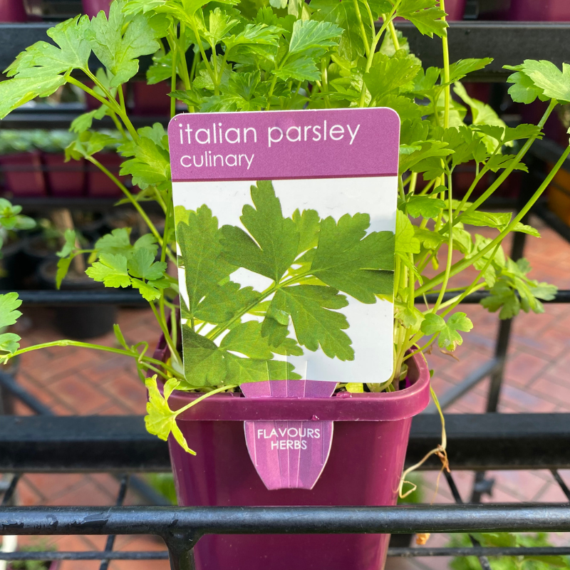 Herbs in 10cm pot