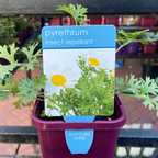 Herbs in 10cm pot
