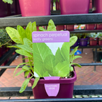 Herbs in 10cm pot