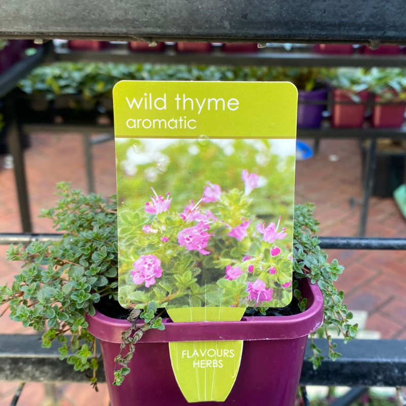 Herbs in 10cm pot