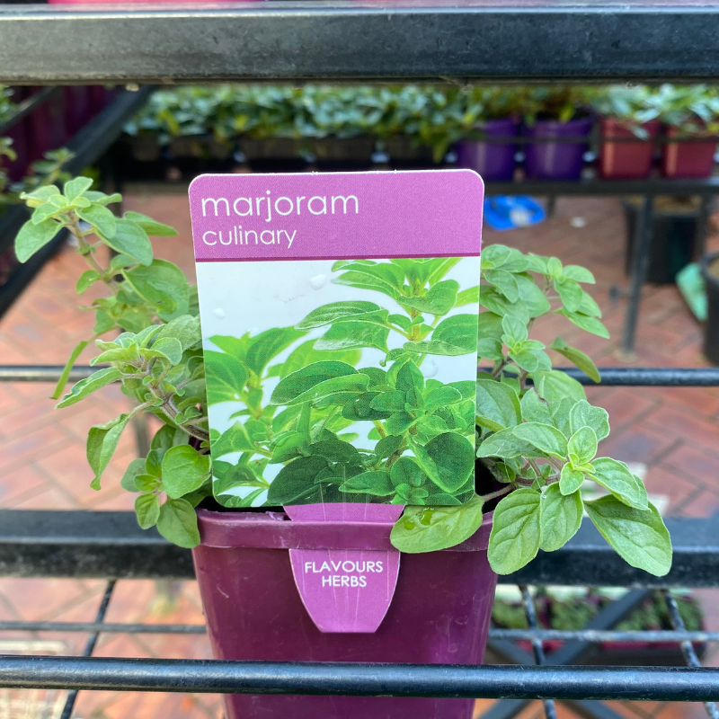 Herbs in 10cm pot