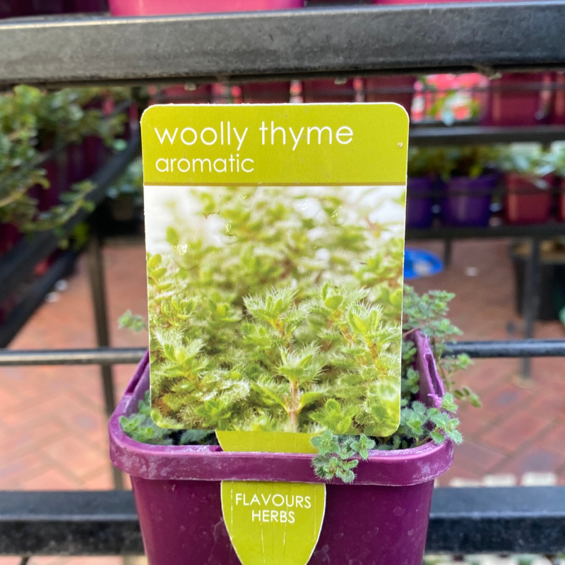 Herbs in 10cm pot