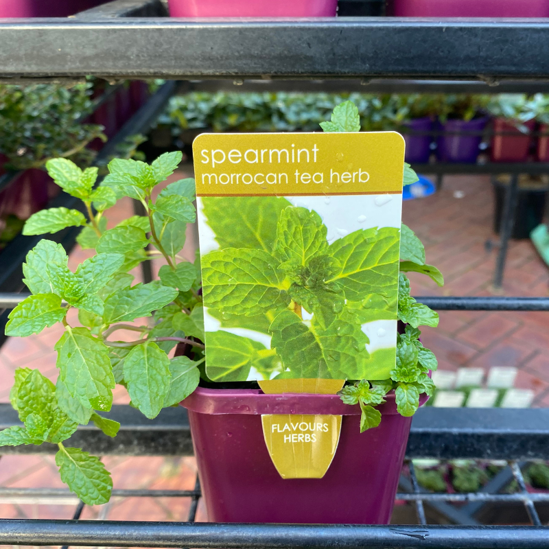 Herbs in 10cm pot