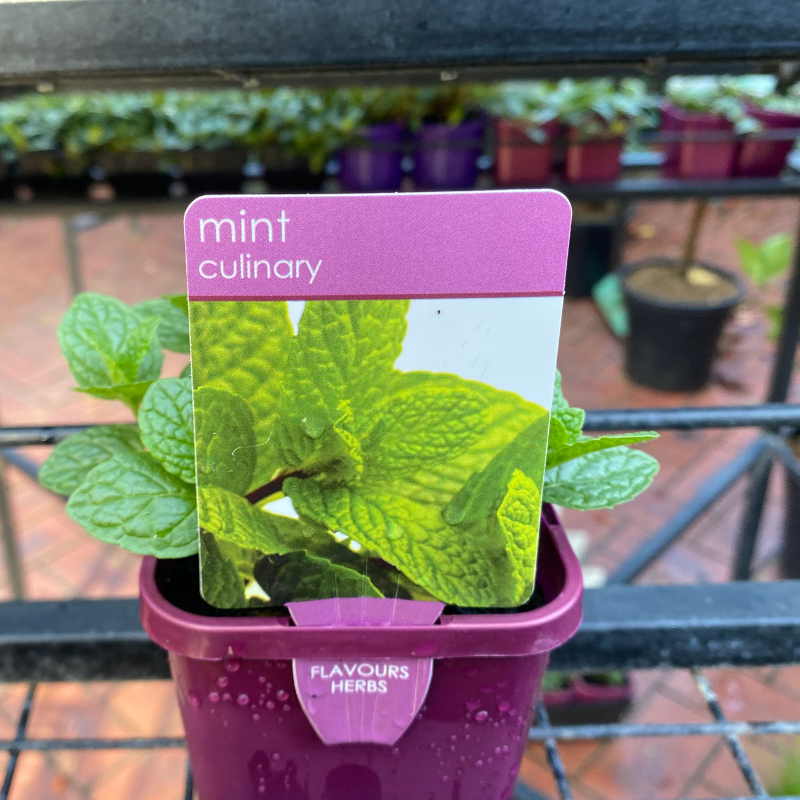Herbs in 10cm pot