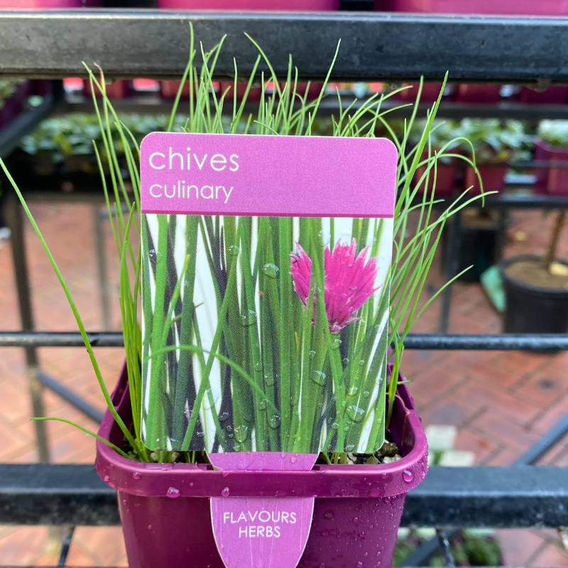 Herbs in 10cm pot