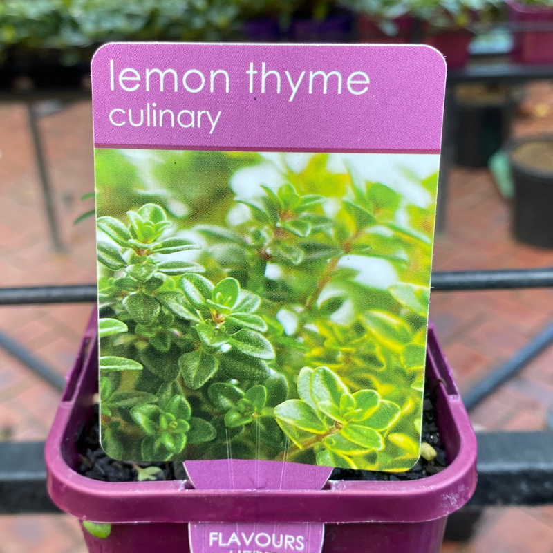 Herbs in 10cm pot
