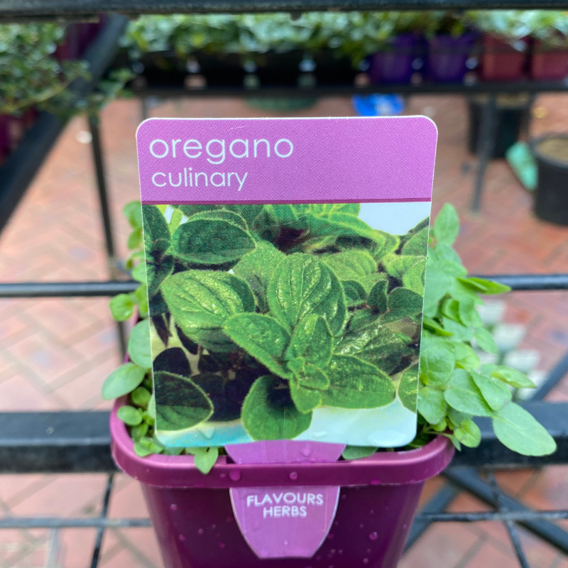 Herbs in 10cm pot