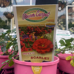 Rose Flower Carpet
