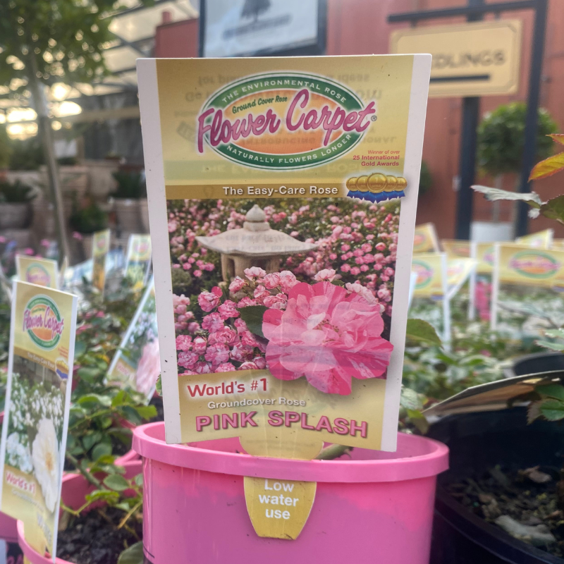 Rose Flower Carpet
