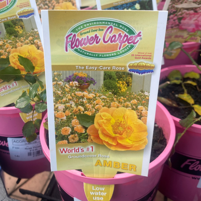Rose Flower Carpet