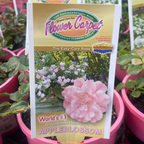 Rose Flower Carpet