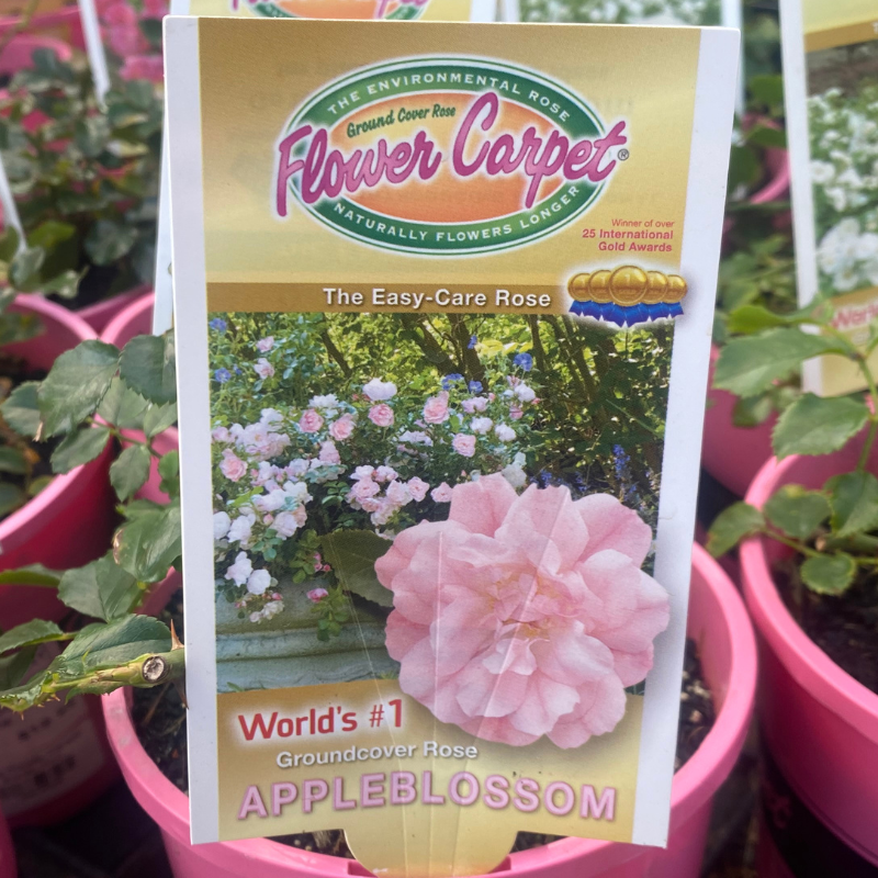 Rose Flower Carpet