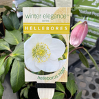 Helleborus Post Office Farm