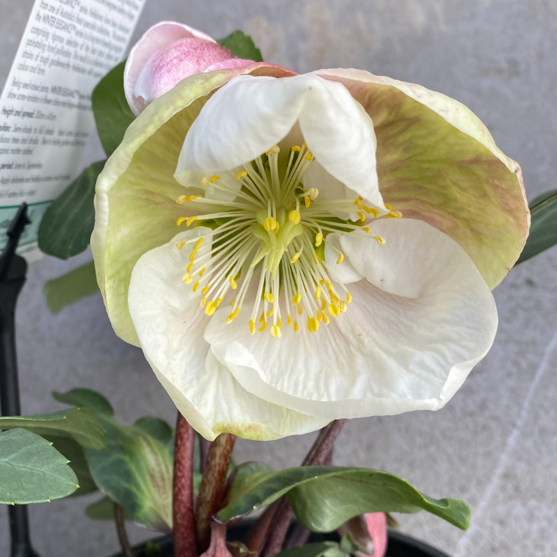Helleborus Post Office Farm