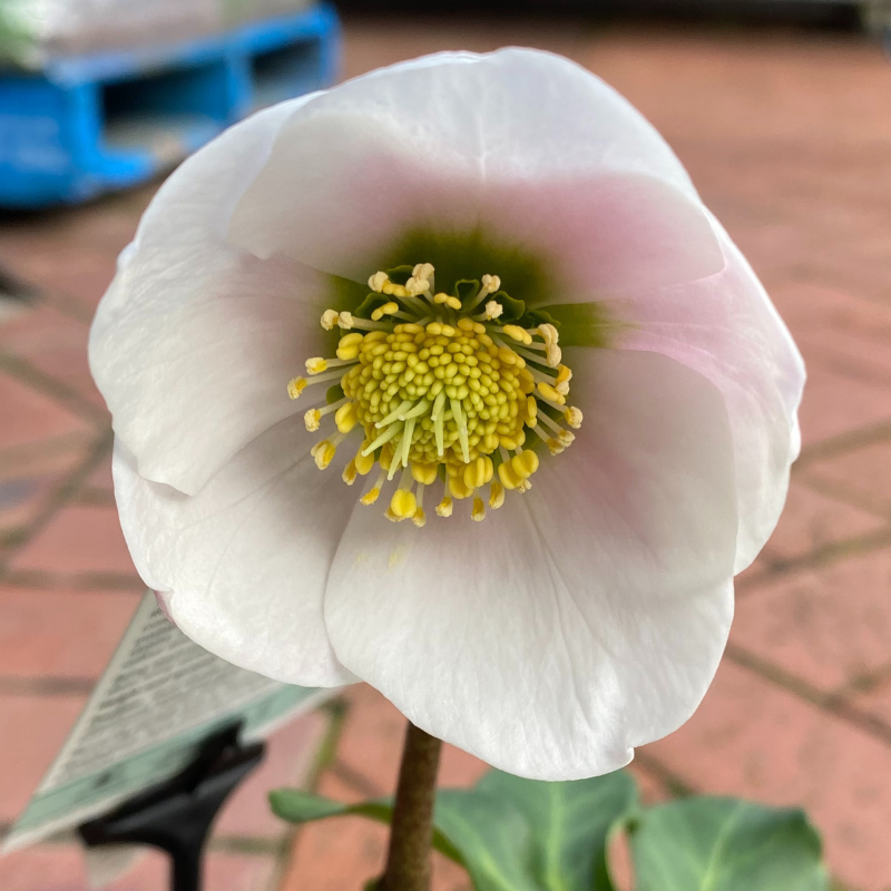Helleborus Post Office Farm