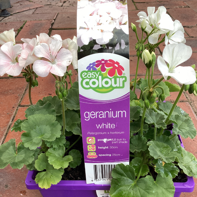 Geranium Upright 4 Pack Easy Colour