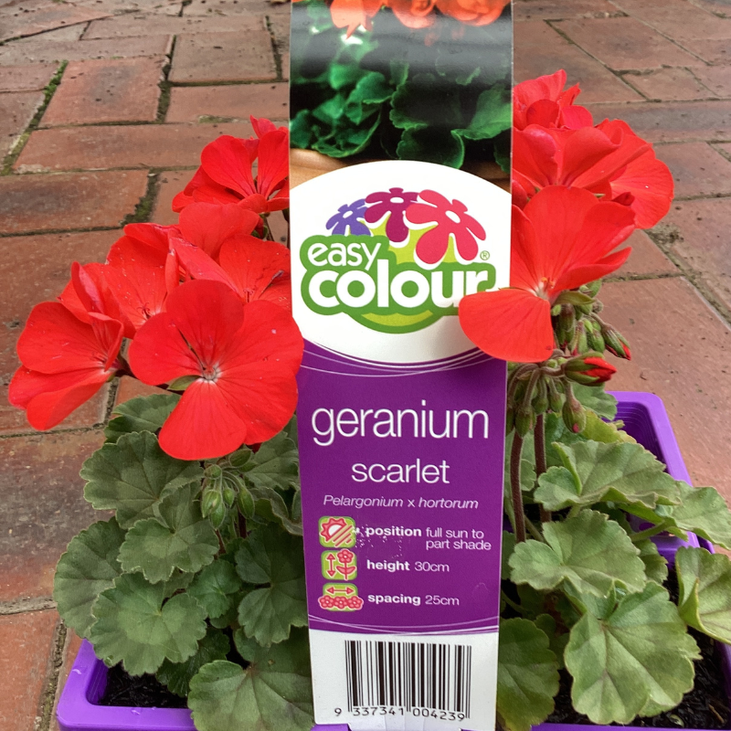 Geranium Upright 4 Pack Easy Colour