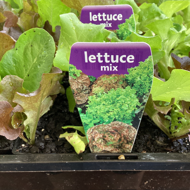 Lettuce Mix punnet