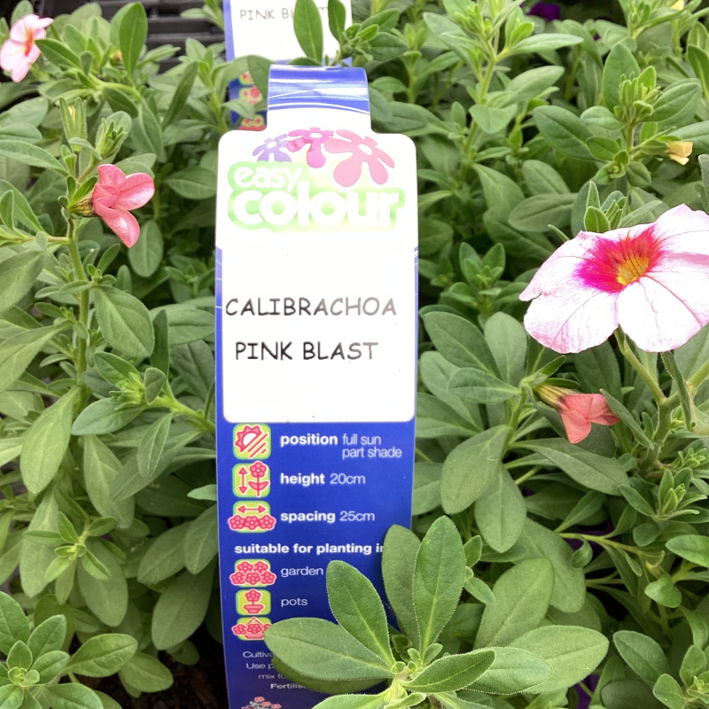 Calibrachoa Easy Colour 4 pk