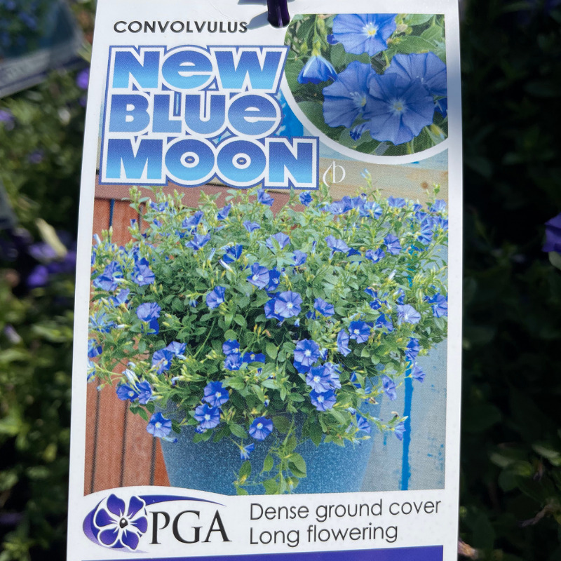 Convolvulus New Blue Moon