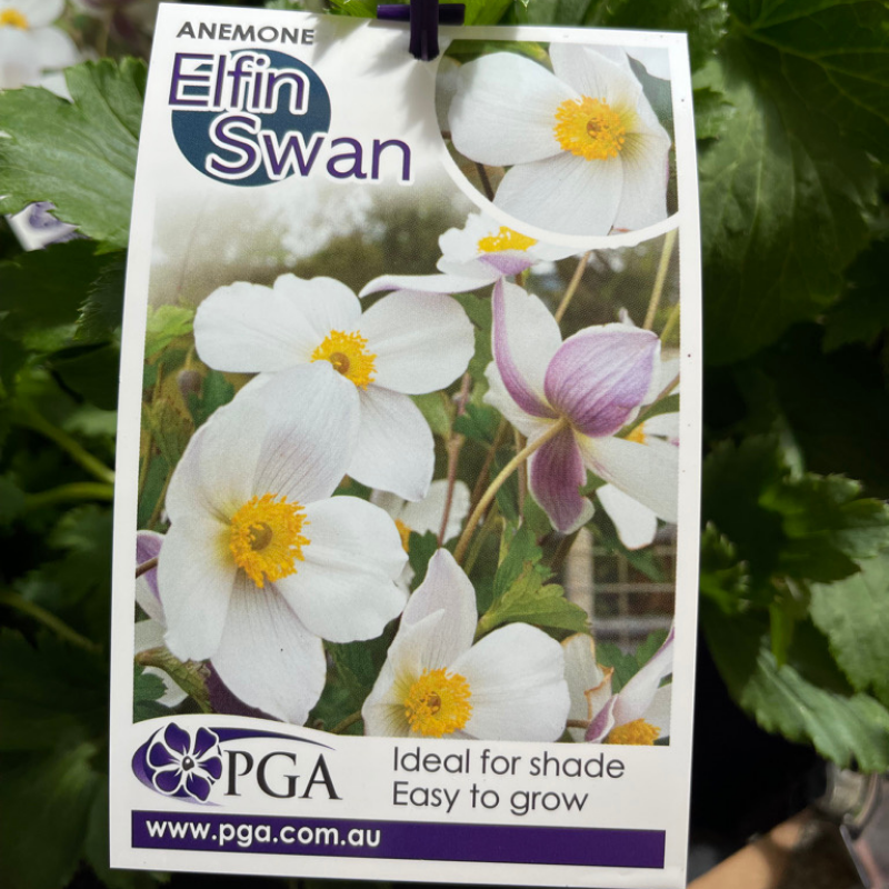 Anemone Elfin Swan