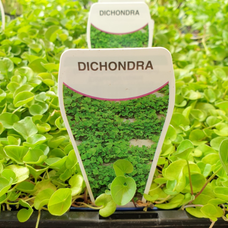 Dichondra repens punnet