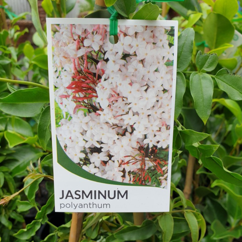 Jasmine polyanthum