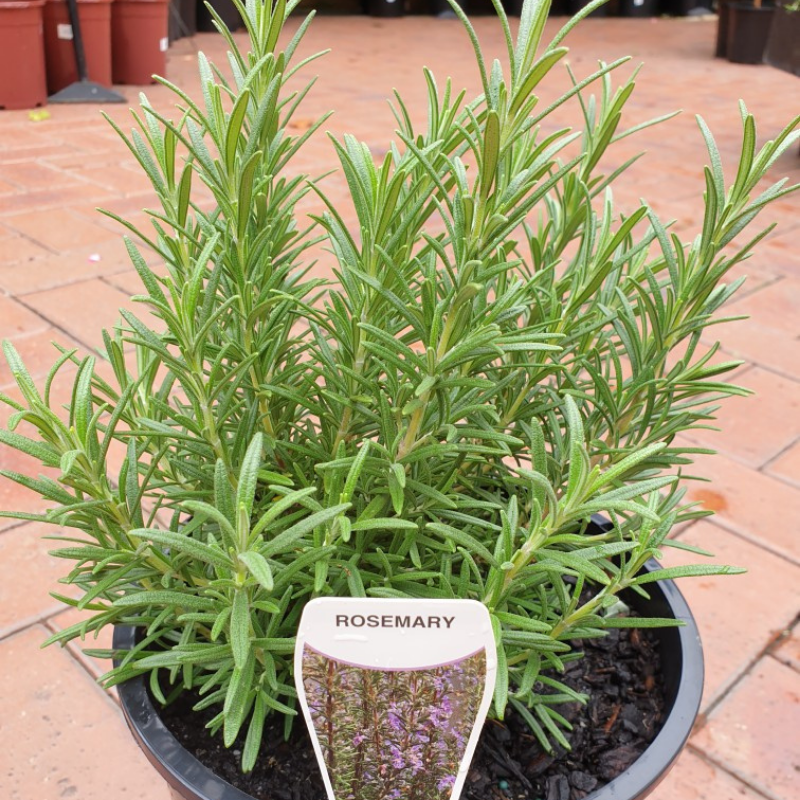 Rosemary officinalis