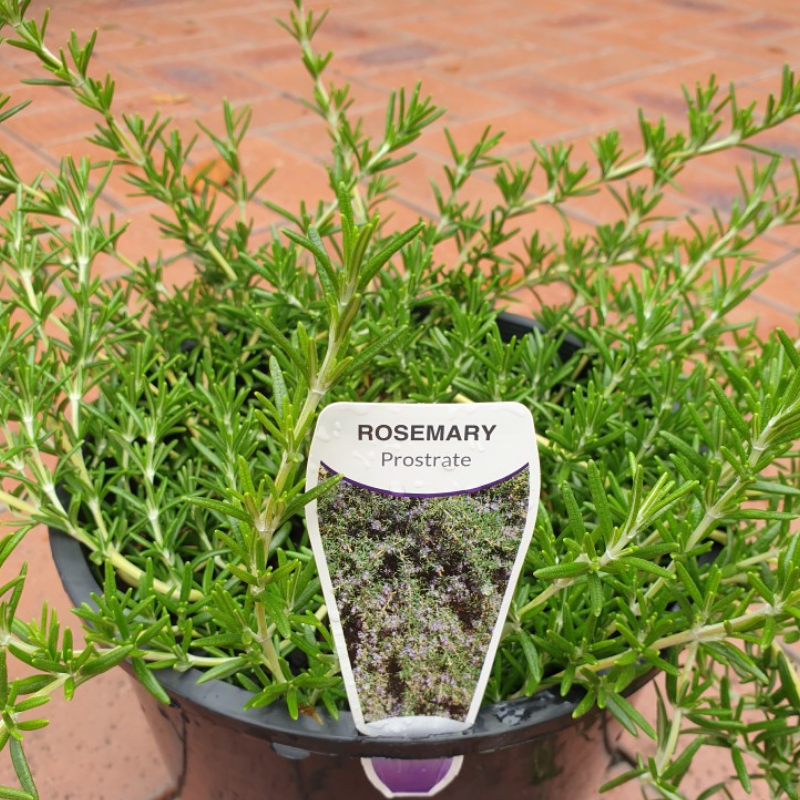 Rosemary prostrate