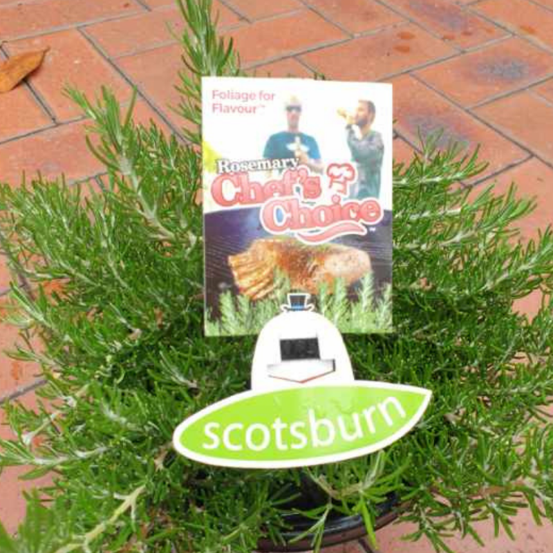 Rosemary Chefs Choice