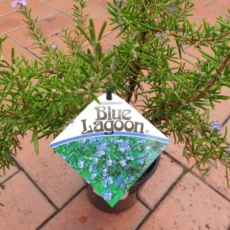 Rosemary Blue Lagoon