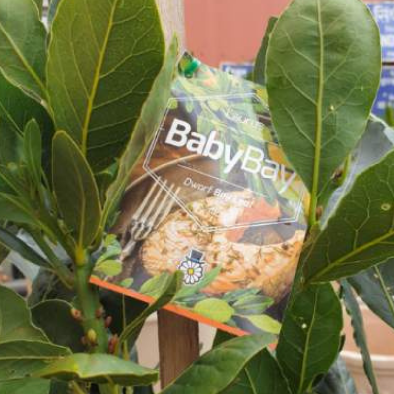 Laurus nobilis STD Baby Bay | AcornNursery