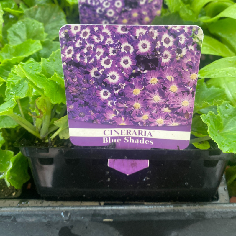 Cineraria Blue Shades punnet