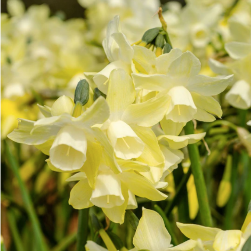 Daffodil Moonlight Sensation Bulbs