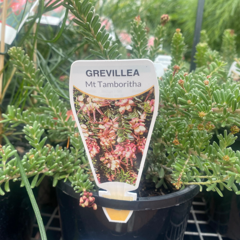 Grevillea  Mt. Tamboritha