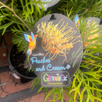 Grevillea Peaches and Cream