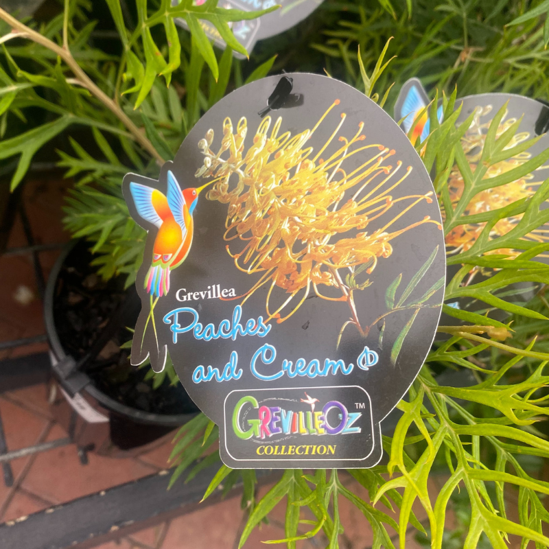 Grevillea Peaches and Cream