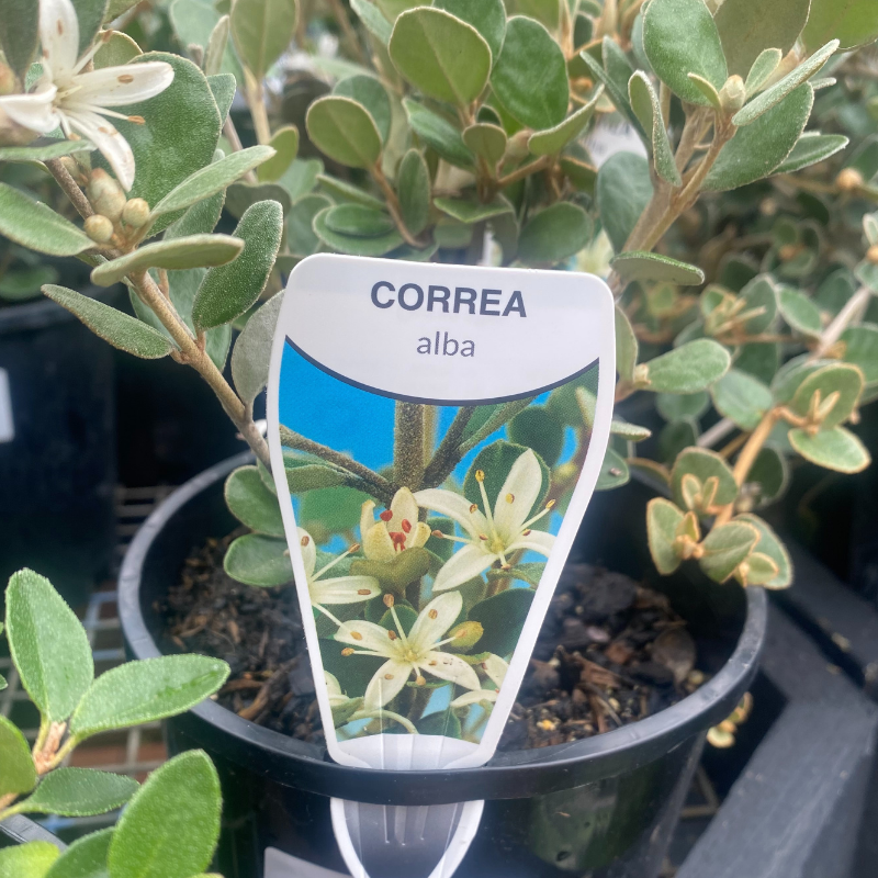 Correa alba