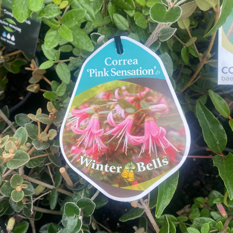 Correa Pink Sensation