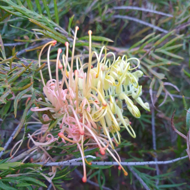 Grevillea Peaches and Cream