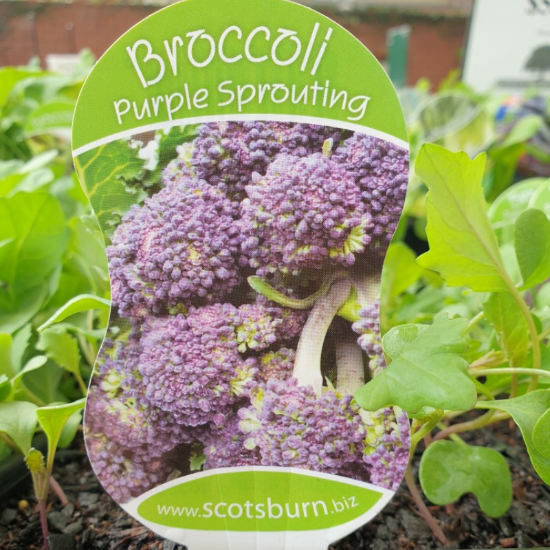 Broccoli Purple Sprouting punnet