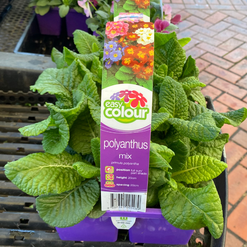 Polyanthus Mixed Easy Colour