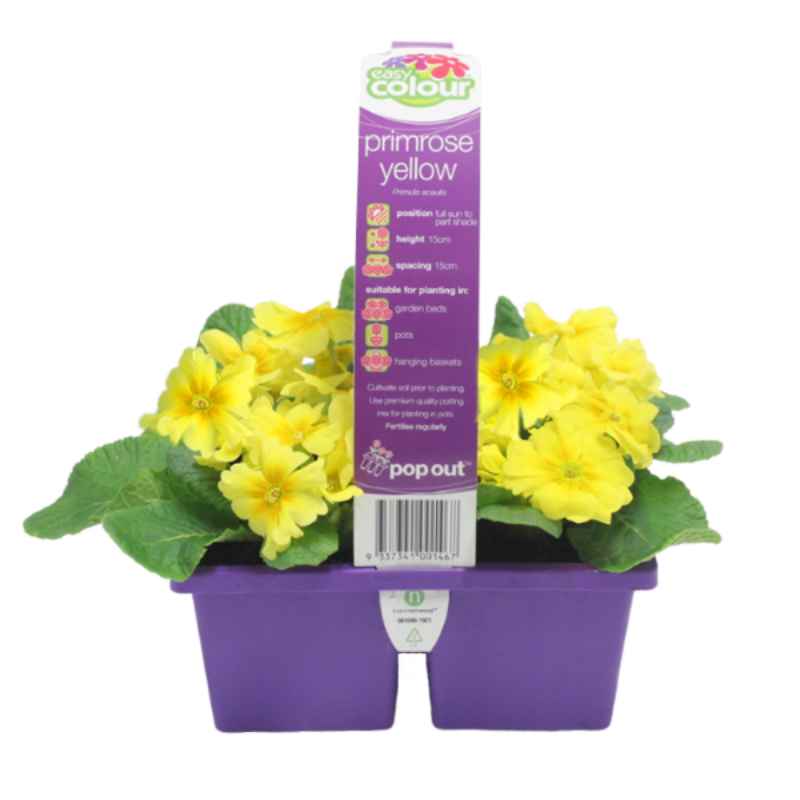 Primrose Yellow (4 Cell) Easy Colour