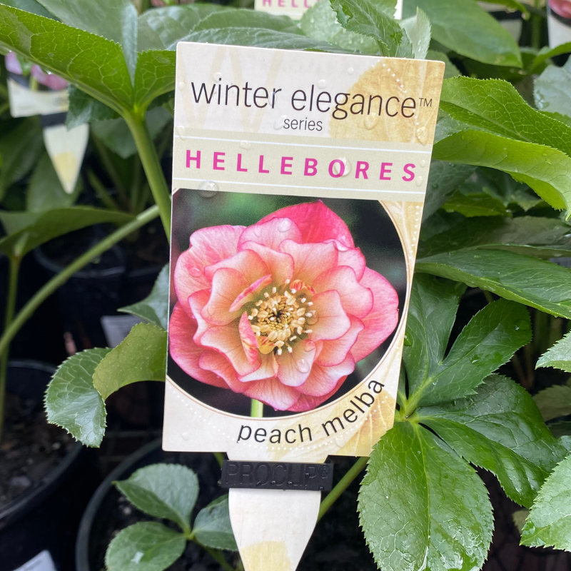Helleborus Post Office Farm