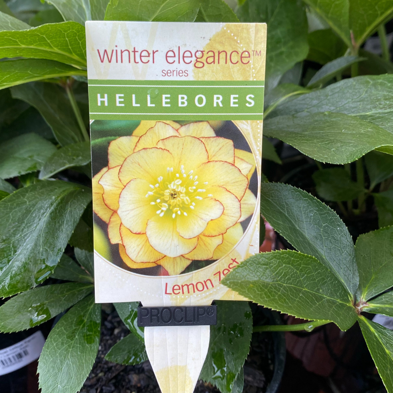 Helleborus Post Office Farm