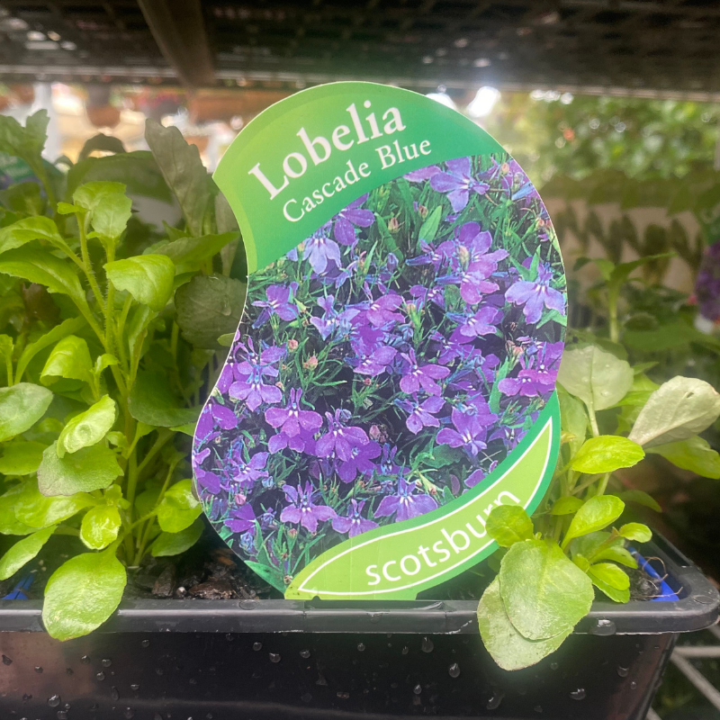 Lobelia Cascade Blue punnet