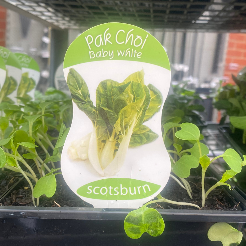 Pak Choi Baby White punnet