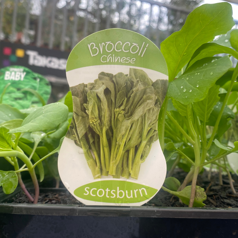 Broccoli Chinese punnet