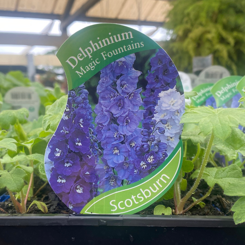 Delphinium Magic Fountains punnet